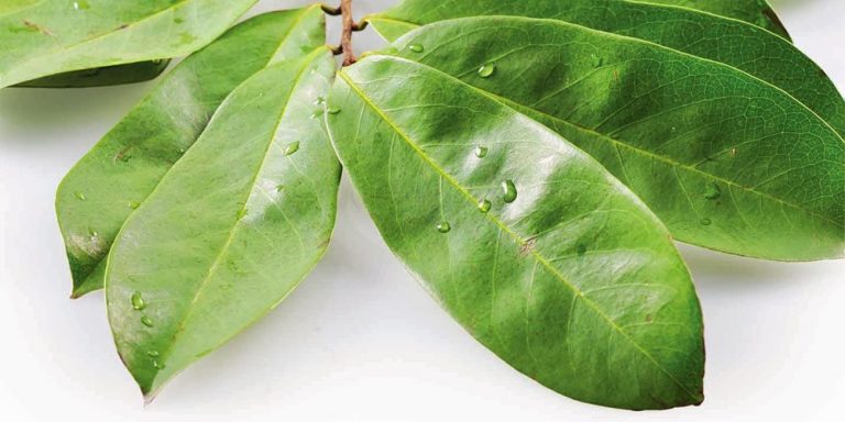 Guanabana Leaf Powder