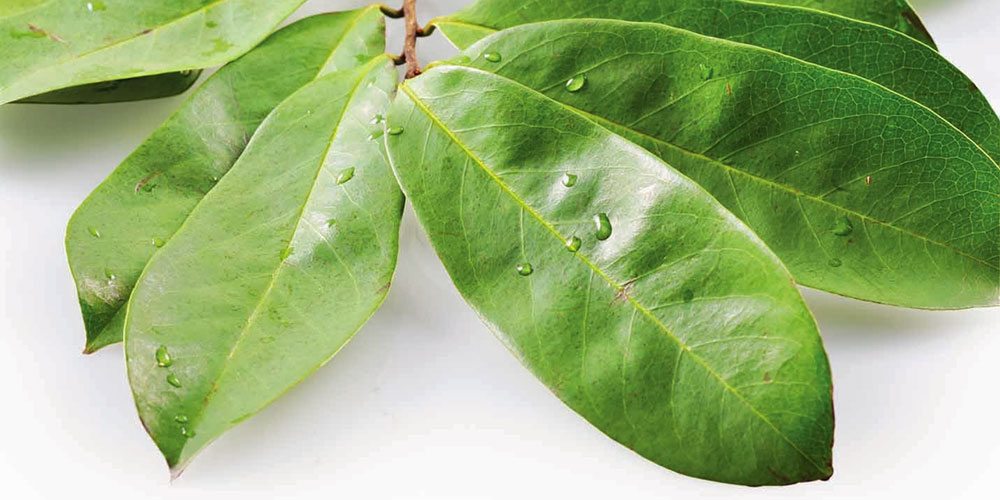 guanabana-leaf-powder