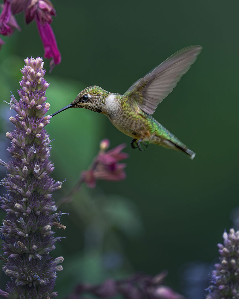 Chuparosa / Hummingbird